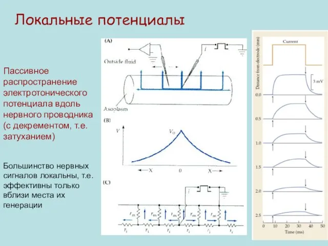 Пассивное распространение электротонического потенциала вдоль нервного проводника (с декрементом, т.е. затуханием) Большинство