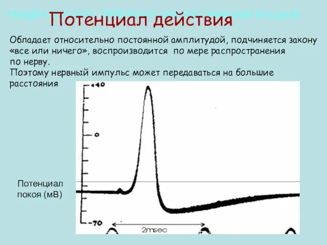 Hodgkin & Huxley, 1939 Action potential measured at a point Потенциал действия