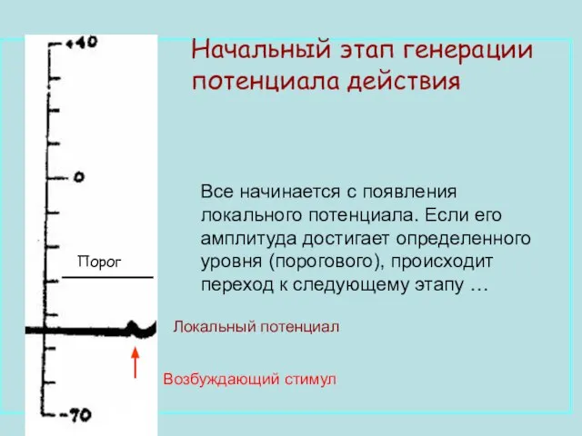 Начальный этап генерации потенциала действия Все начинается с появления локального потенциала. Если