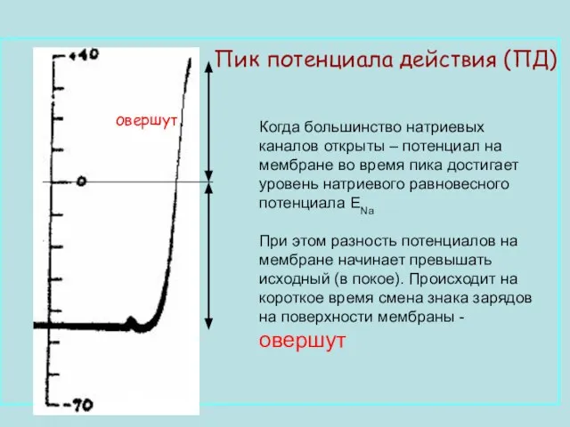 Когда большинство натриевых каналов открыты – потенциал на мембране во время пика