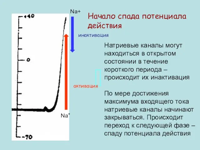 Натриевые каналы могут находиться в открытом состоянии в течение короткого периода –