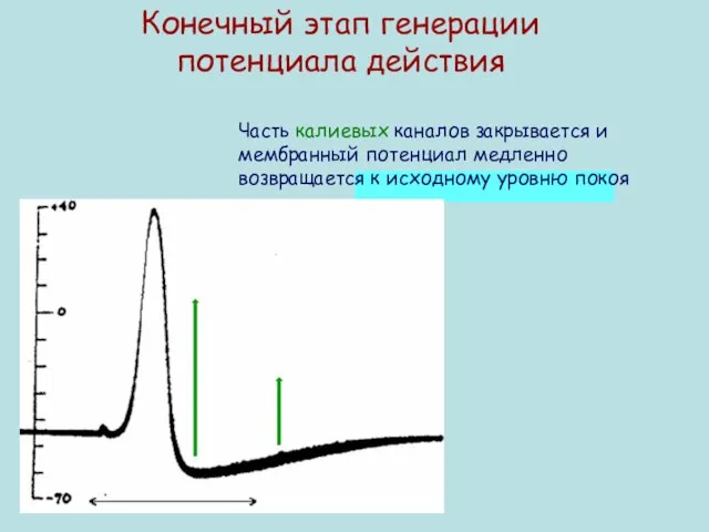 Конечный этап генерации потенциала действия Часть калиевых каналов закрывается и мембранный потенциал