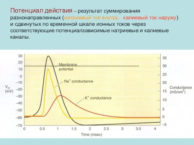 Потенциал действия – результат суммирования разнонаправленных (натриевый ток внутрь, калиевый ток наружу)