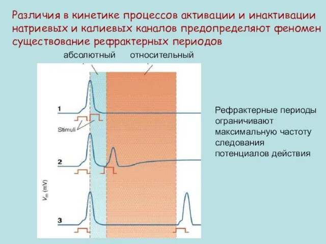 Различия в кинетике процессов активации и инактивации натриевых и калиевых каналов предопределяют