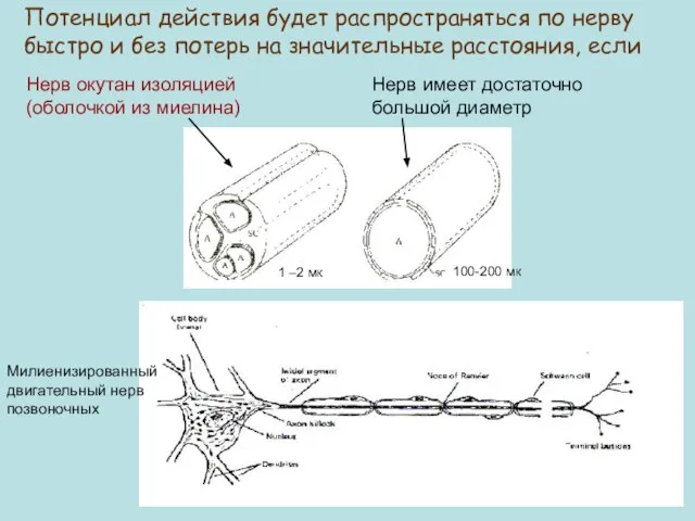 Потенциал действия будет распространяться по нерву быстро и без потерь на значительные