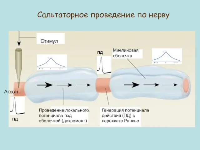 Стимул Миелиновая оболочка Аксон Проведение локального потенциала под оболочкой (декремент) Генерация потенциала