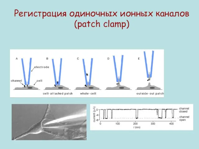 Регистрация одиночных ионных каналов (patch clamp)