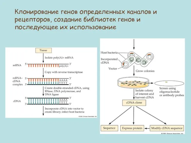 Клонирование генов определенных каналов и рецепторов, создание библиотек генов и последующее их использование