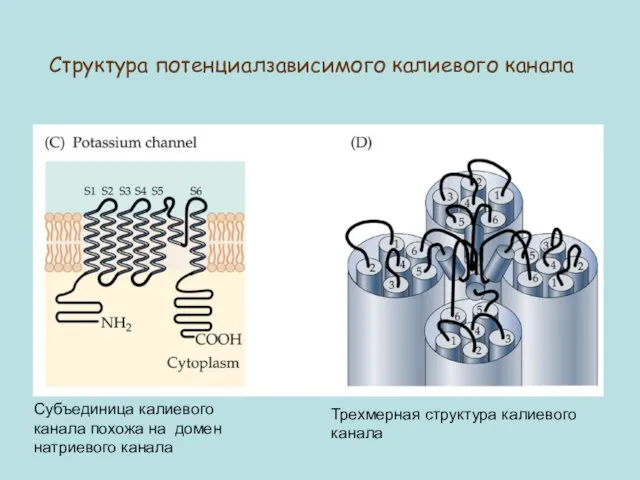 Субъединица калиевого канала похожа на домен натриевого канала Трехмерная структура калиевого канала Структура потенциалзависимого калиевого канала