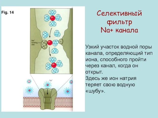 Селективный фильтр Na+ канала Узкий участок водной поры канала, определяющий тип иона,