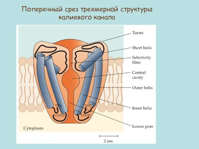 Поперечный срез трехмерной структуры калиевого канала