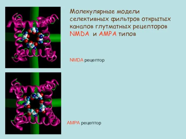 AMPA рецептор Молекулярные модели селективных фильтров открытых каналов глутматных рецепторов NMDA и AMPA типов NMDA рецептор