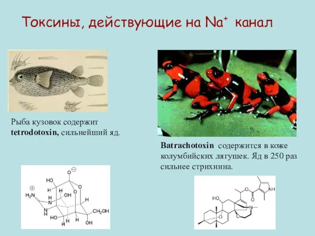 Токсины, действующие на Na+ канал Рыба кузовок содержит tetrodotoxin, сильнейший яд. Batrachotoxin