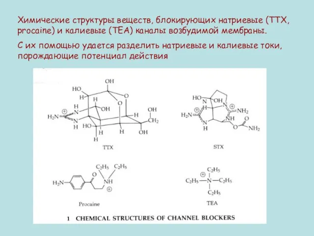 Химические структуры веществ, блокирующих натриевые (TTX, procaine) и калиевые (ТЕА) каналы возбудимой