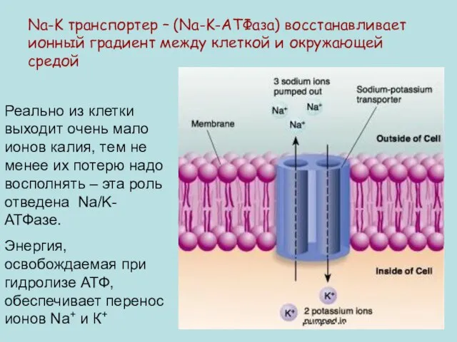 Na-K транспортер – (Na-K-АТФаза) восстанавливает ионный градиент между клеткой и окружающей средой