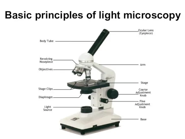 Basic principles of light microscopy