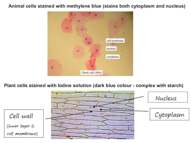 Animal cells stained with methylene blue (stains both cytoplasm and nucleus) Plant