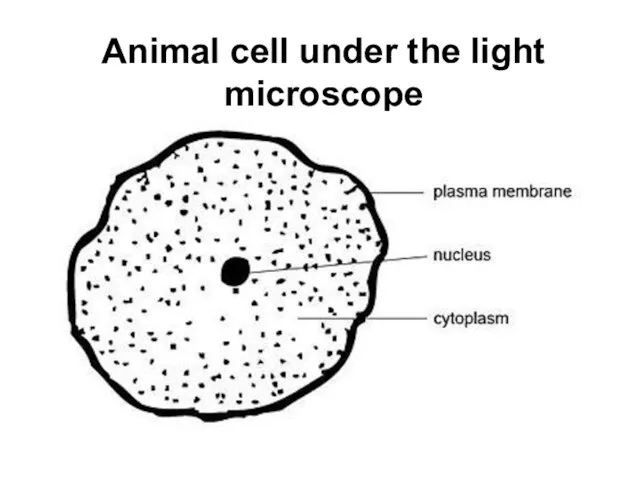 Animal cell under the light microscope