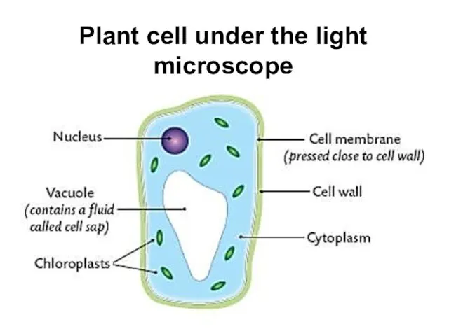 Plant cell under the light microscope