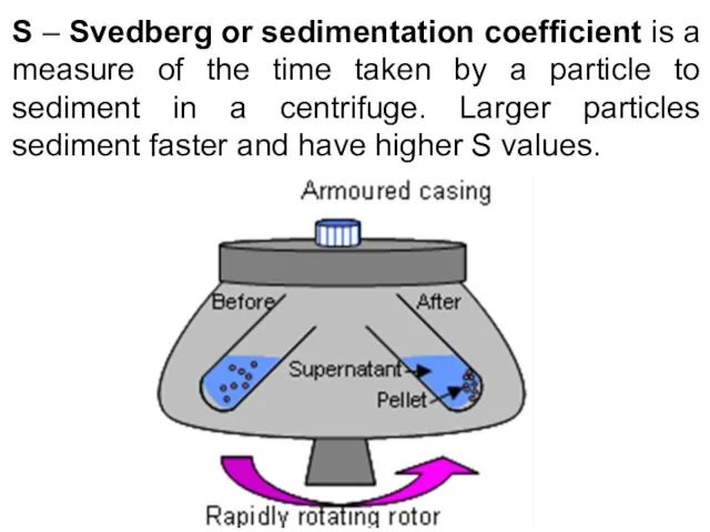 S – Svedberg or sedimentation coefficient is a measure of the time