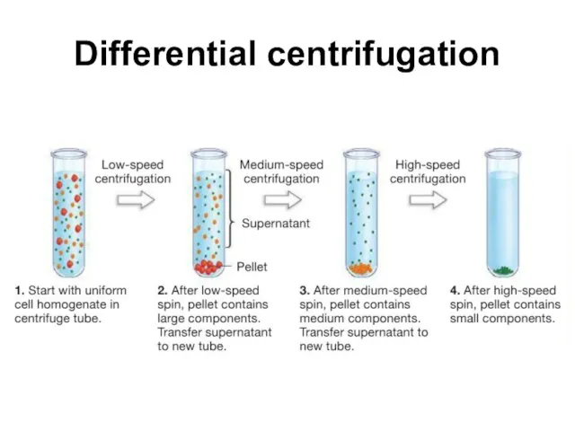 Differential centrifugation