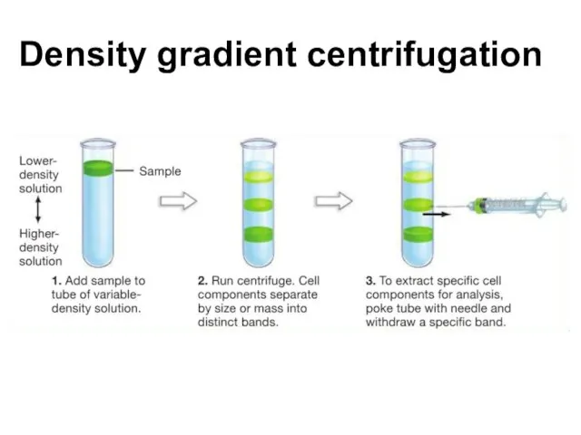 Density gradient centrifugation