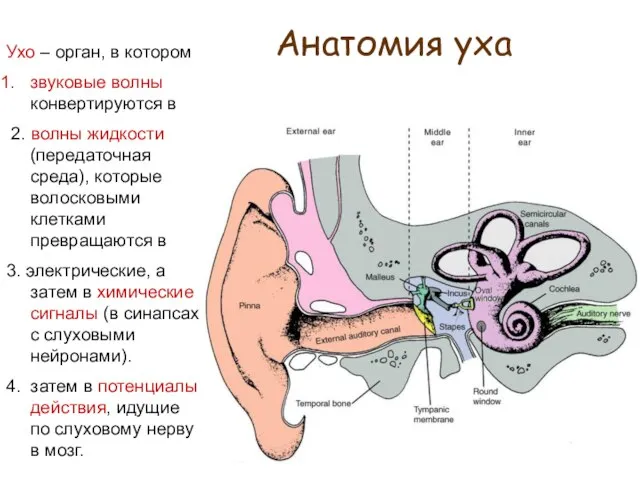 Анатомия уха Ухо – орган, в котором звуковые волны конвертируются в 2.