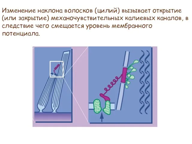 Изменение наклона волосков (цилий) вызывает открытие (или закрытие) механочувствительных калиевых каналов, в