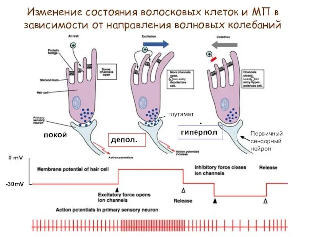 -30mV 0 mV Изменение состояния волосковых клеток и МП в зависимости от