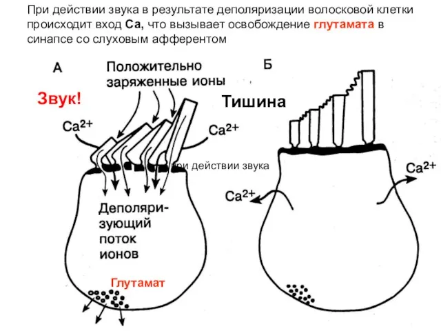 При действии звука в результате деполяризации волосковой клетки происходит вход Са, что