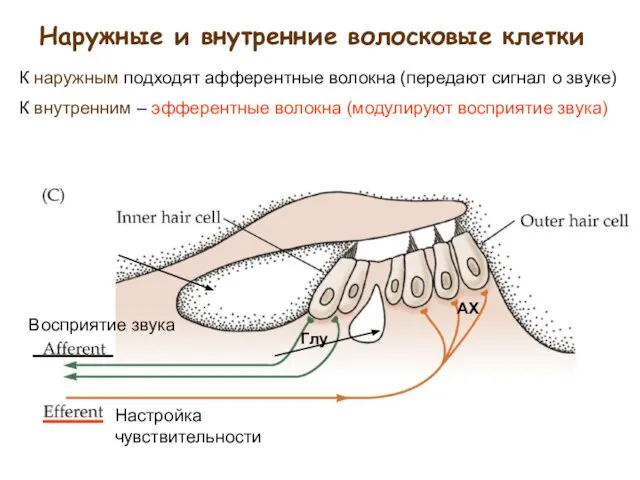 Наружные и внутренние волосковые клетки Восприятие звука Настройка чувствительности К наружным подходят