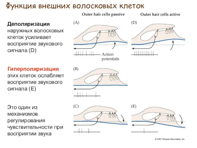 Функция внешних волосковых клеток Деполяризация наружных волосковых клеток усиливает восприятие звукового сигнала