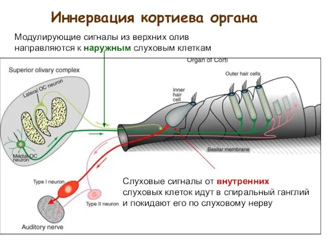 Иннервация кортиева органа Слуховые сигналы от внутренних слуховых клеток идут в спиральный