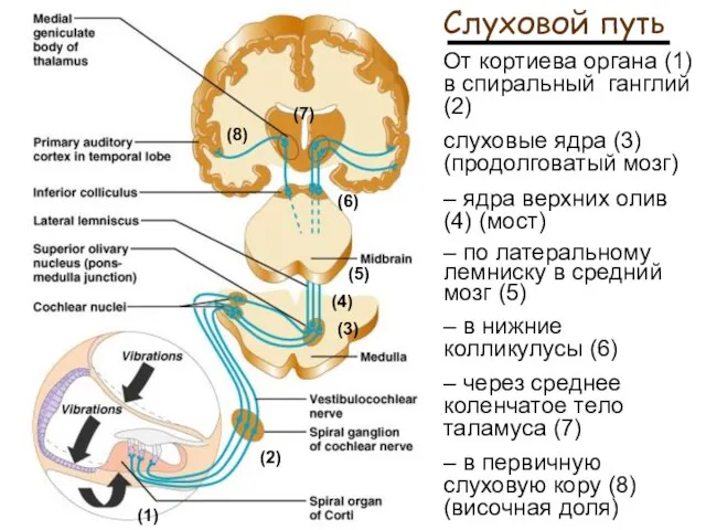 Слуховой путь От кортиева органа (1) в спиральный ганглий (2) слуховые ядра