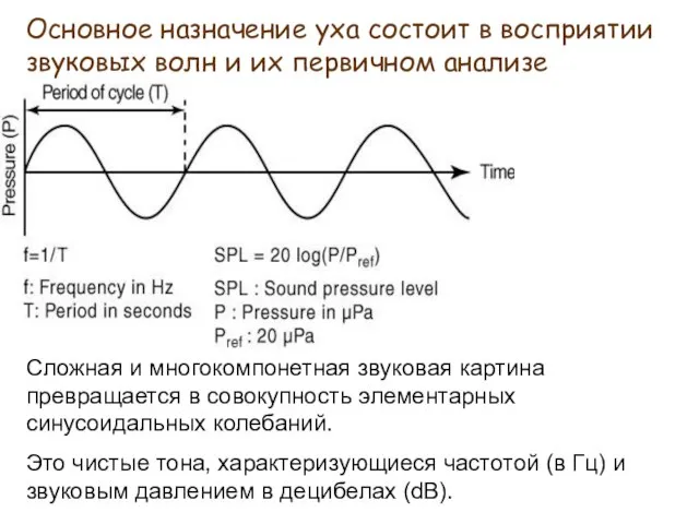 Сложная и многокомпонетная звуковая картина превращается в совокупность элементарных синусоидальных колебаний. Это