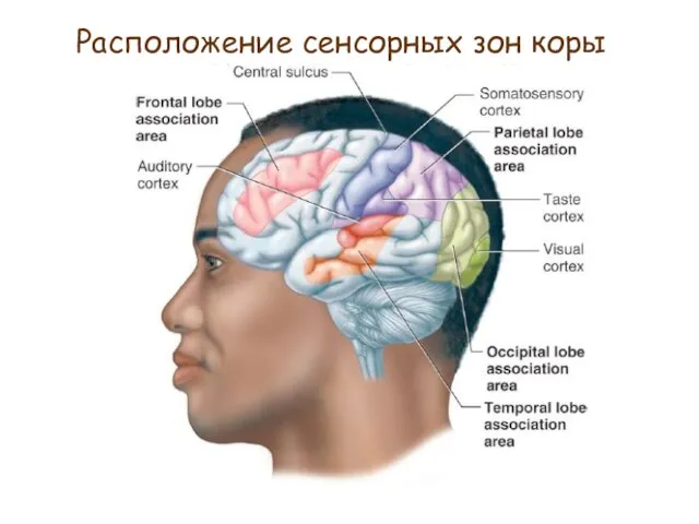 Расположение сенсорных зон коры