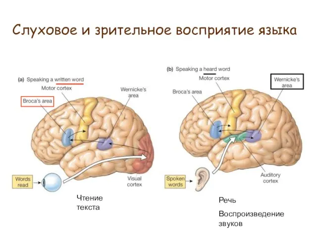 Слуховое и зрительное восприятие языка Чтение текста Речь Воспроизведение звуков