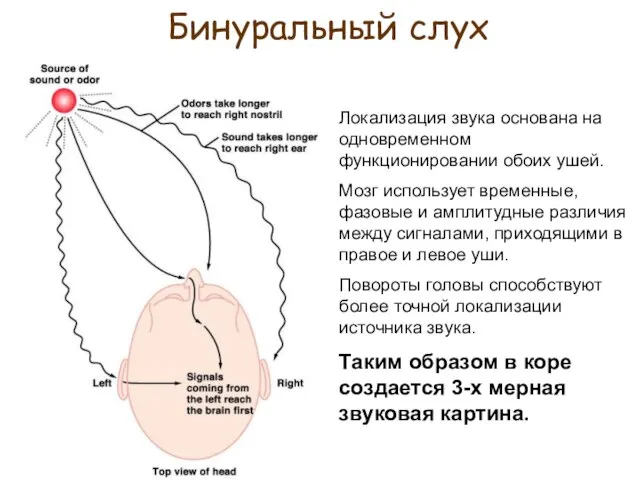 Бинуральный слух Локализация звука основана на одновременном функционировании обоих ушей. Мозг использует