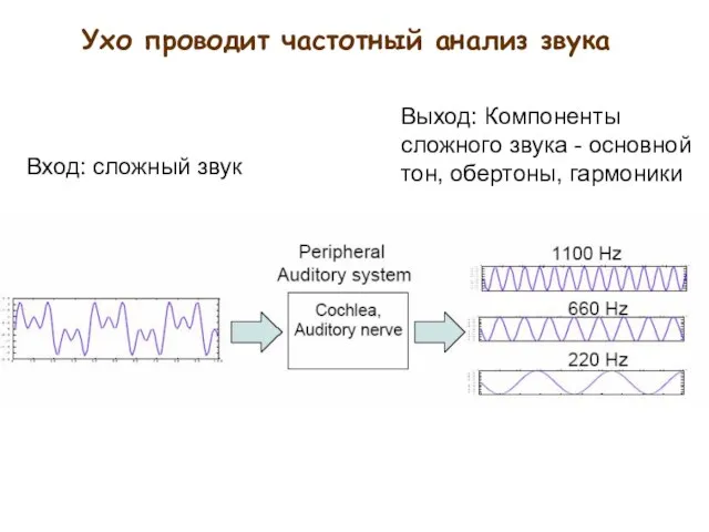 Ухо проводит частотный анализ звука Вход: сложный звук Выход: Компоненты сложного звука