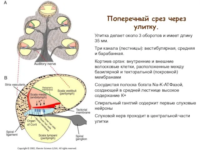 Поперечный срез через улитку. Улитка делает около 3 оборотов и имеет длину