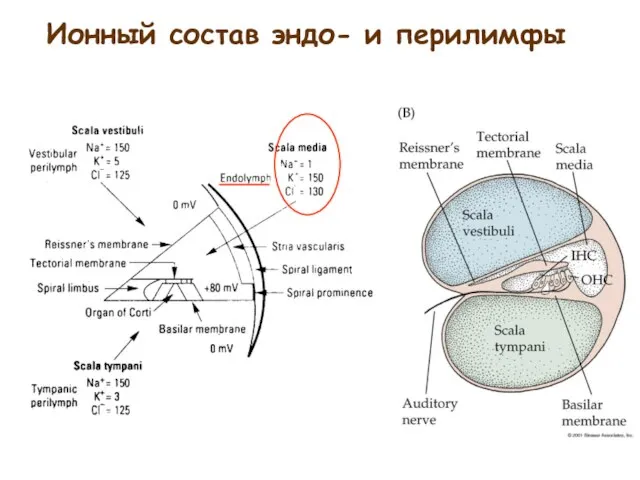 Ионный состав эндо- и перилимфы