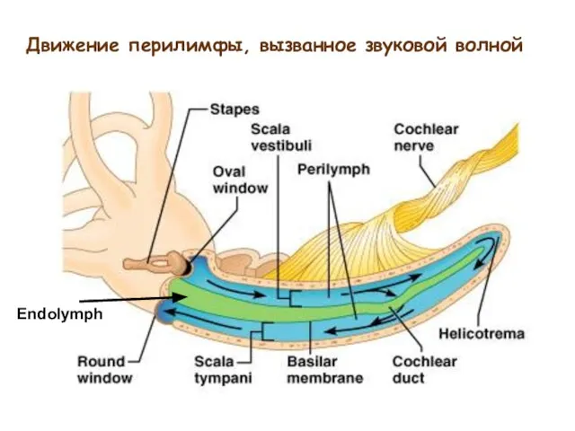 Движение перилимфы, вызванное звуковой волной Endolymph