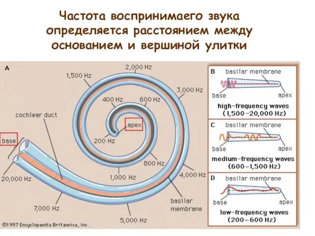 Частота воспринимаего звука определяется расстоянием между основанием и вершиной улитки