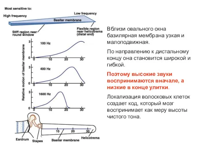 Вблизи овального окна базилярная мембрана узкая и малоподвижная. По направлению к дистальному