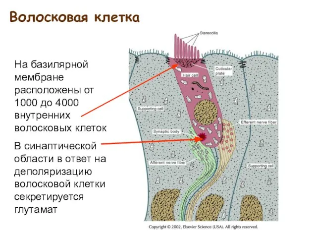 Волосковая клетка На базилярной мембране расположены от 1000 до 4000 внутренних волосковых