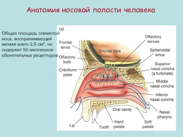 Анатомия носовой полости человека Общая площадь слизистой носа, воспринимающей запахи всего 2,5