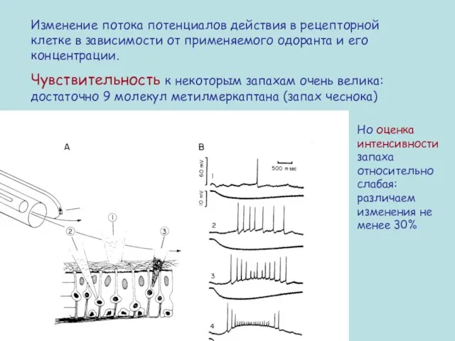 Изменение потока потенциалов действия в рецепторной клетке в зависимости от применяемого одоранта