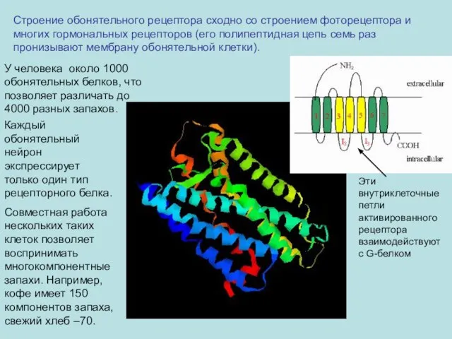 Строение обонятельного рецептора сходно со строением фоторецептора и многих гормональных рецепторов (его