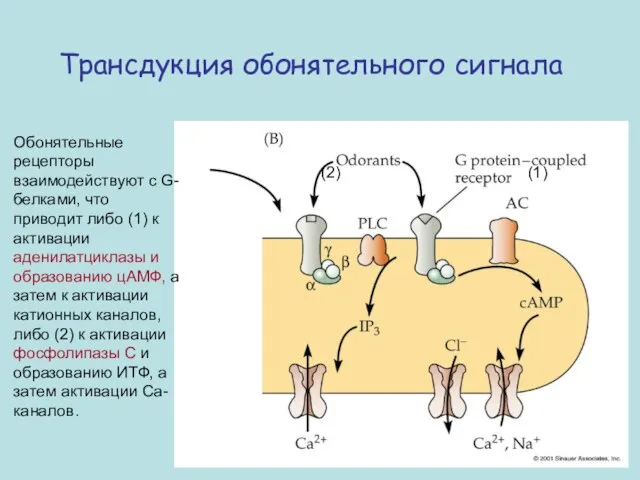 Трансдукция обонятельного сигнала Обонятельные рецепторы взаимодействуют с G-белками, что приводит либо (1)