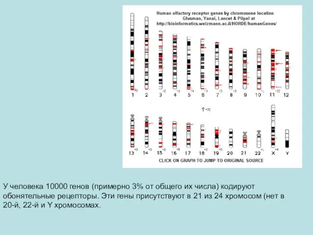 У человека 10000 генов (примерно 3% от общего их числа) кодируют обонятельные